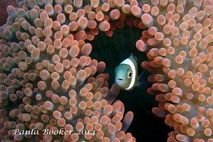 Beautiful carpet anenome... home to many anenomefish by Paula Booker 